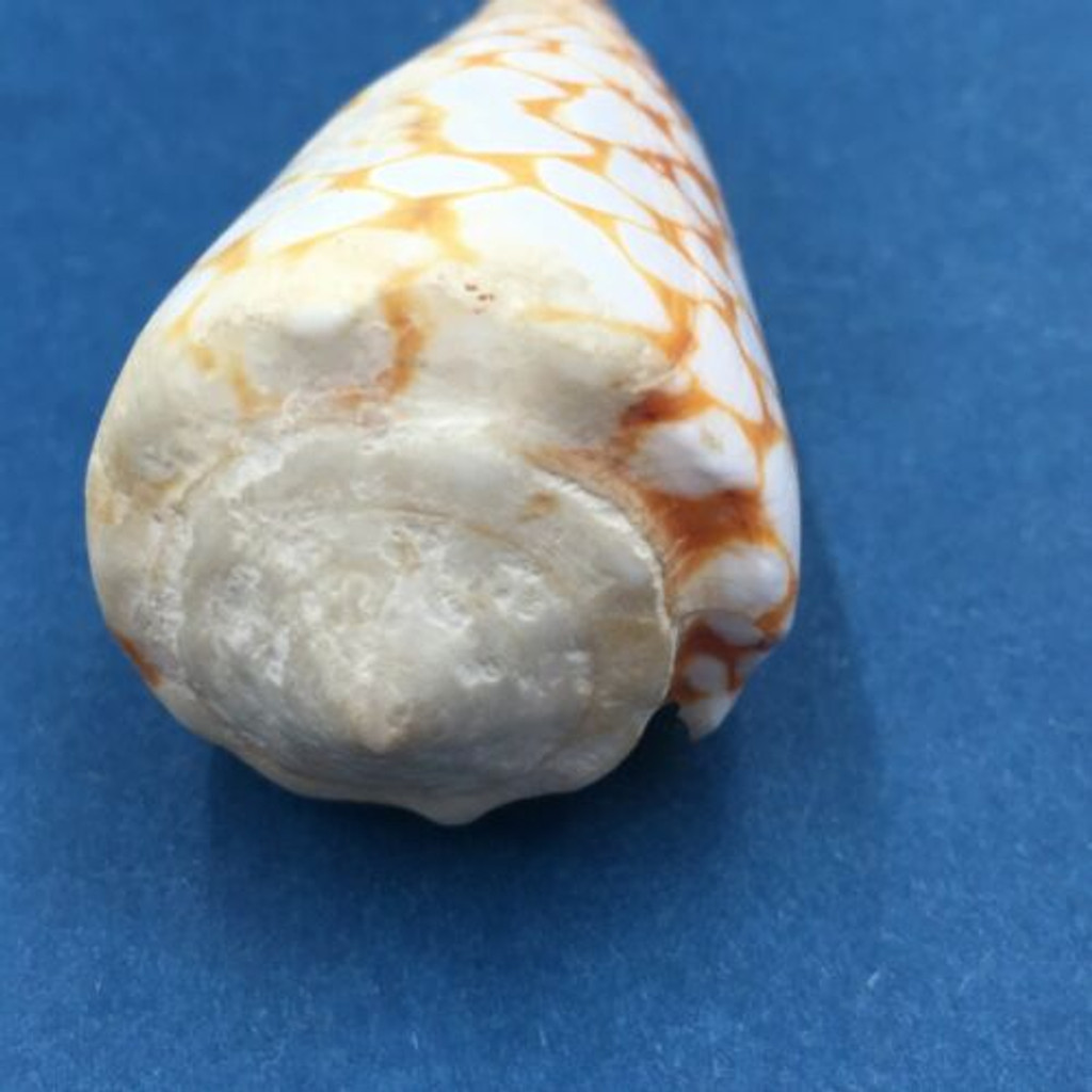 #1 Conus marmoreus 54.8mm Rare Golden Form Noumea Harbor, New Caledonia