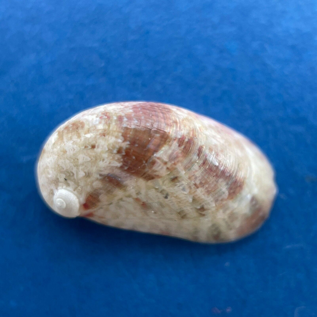 #2 Stomatella auricula 9.1mm F++ Mactan, Cebu, Philippines Trochidae