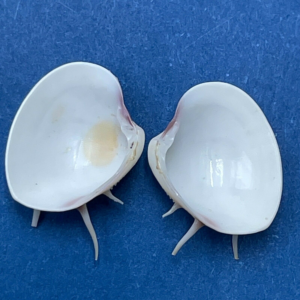 #1 Hysteroconcha lupanaria 11.3mm W/O Spines Juvenile W. Mexico To Peru