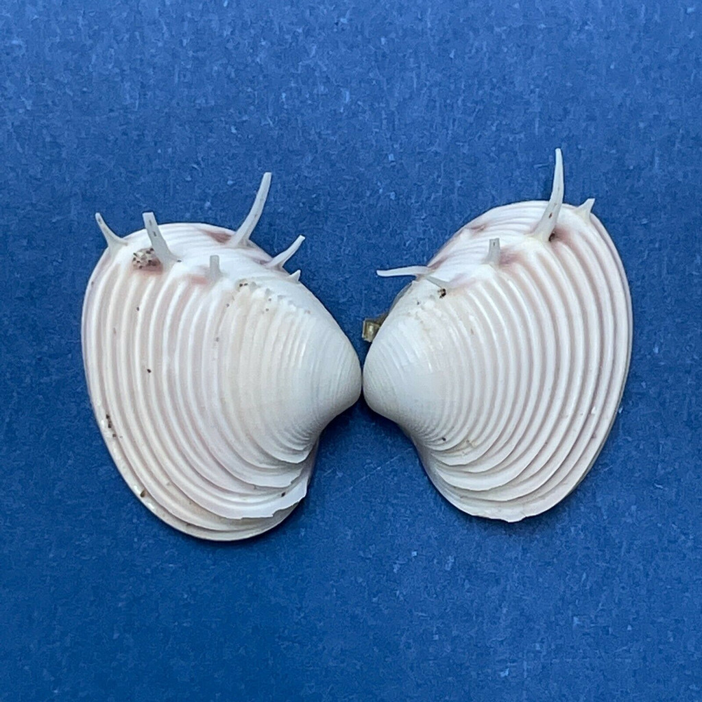 #4 Hysteroconcha lupanaria 12.2mm W/O Spines Juvenile W. Mexico To Peru