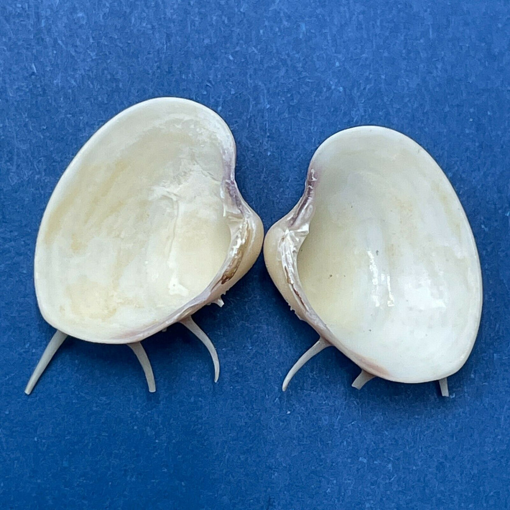 #28 Hysteroconcha lupanaria 14.6mm W/O Spines Juvenile W. Mexico To Peru