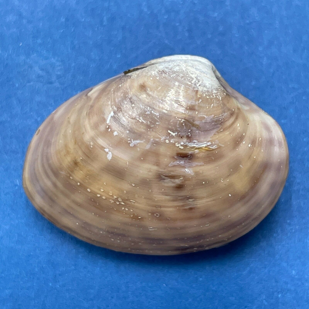 #1 Megapitaria squalida 25.1mm F++ San Carlos Bay, Mexico In Sand, Low Tide