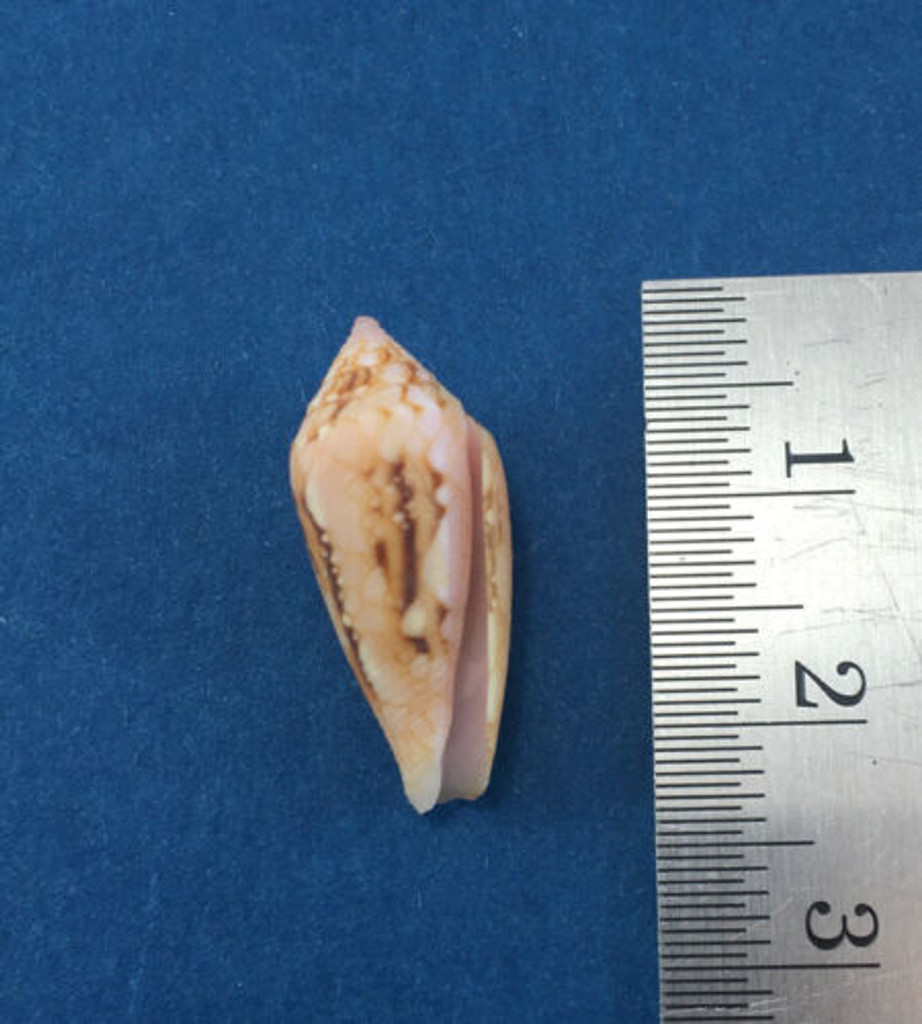 #11 Conus Legatus 21.07mm Solomon Islands Ambassador Cone Shell