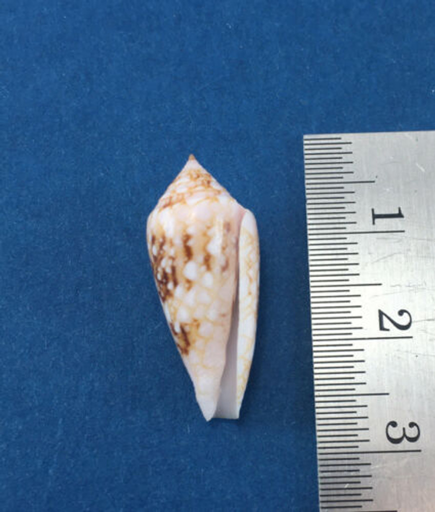 #13 Conus Legatus 23.43mm Solomon Islands Ambassador Cone Shell