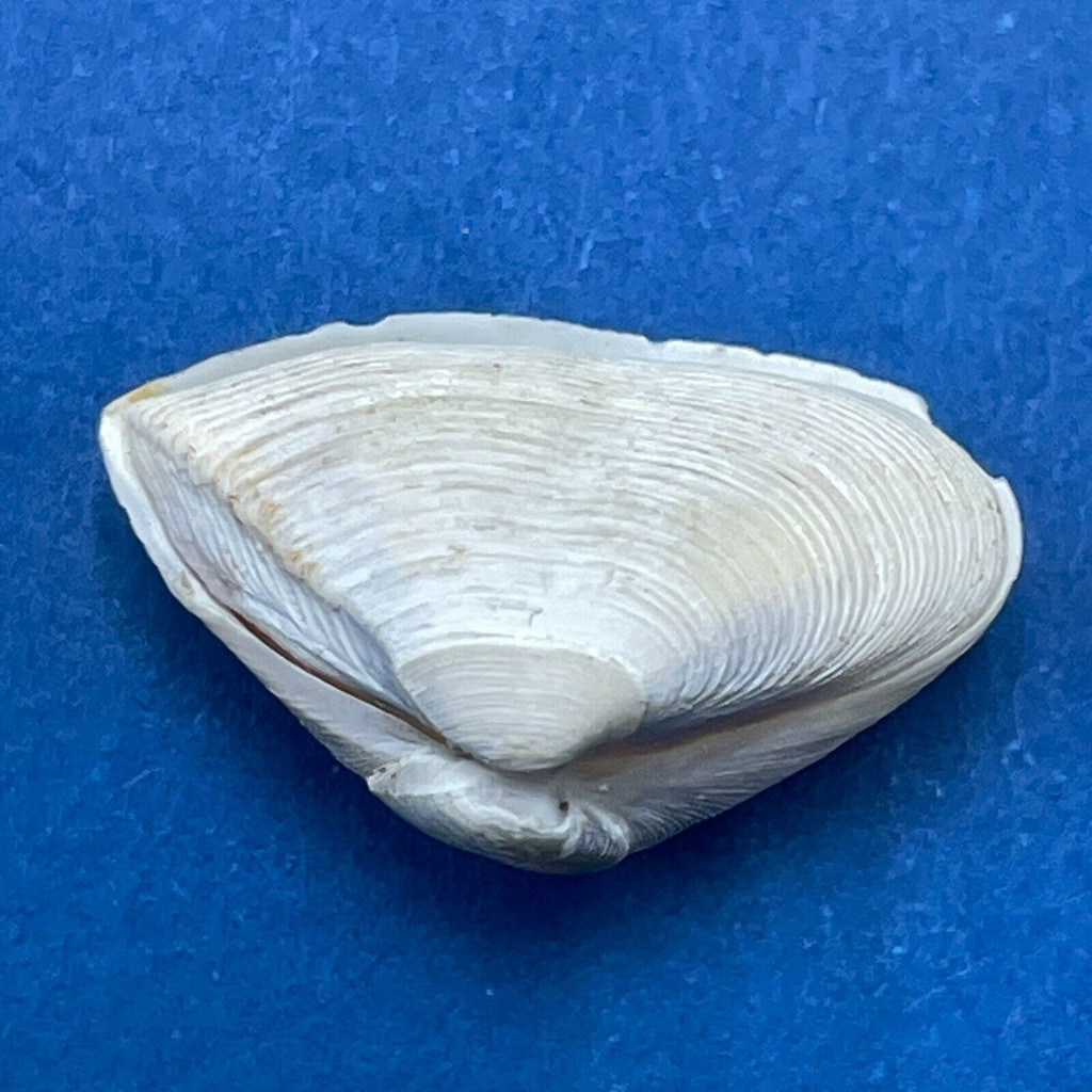 Corbula biradiata 15.8mm F+ Panama Bay, Dredged 40'