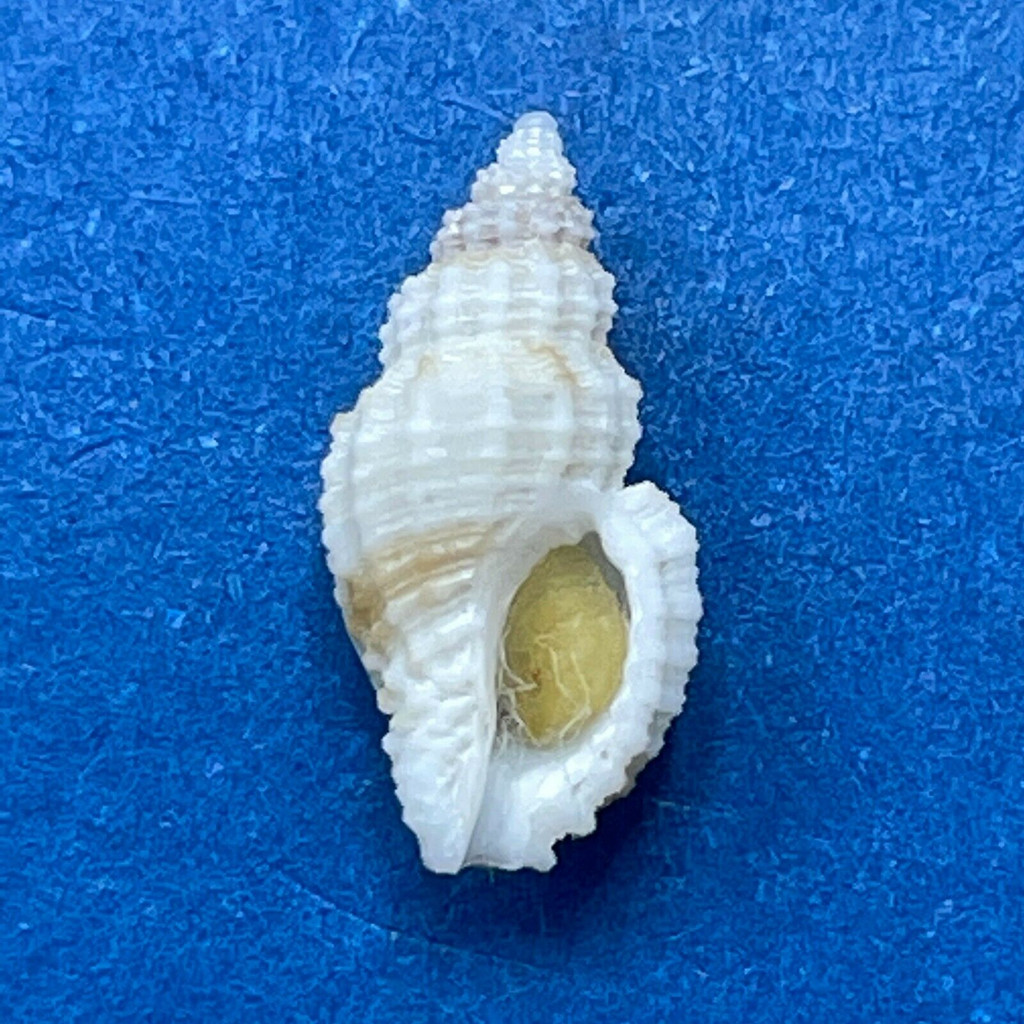 #1 Bailya intricata 9.6mm W/O F++ Grassy Key, Florida Keys Under Rocks Buccinide