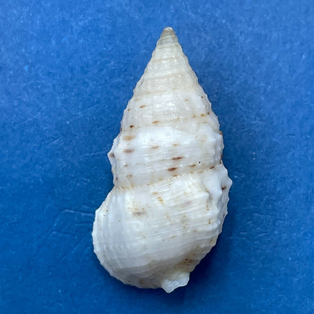 #5 Clypeomorus petrosa 23.9mm F++ Philippines Cerithiidae