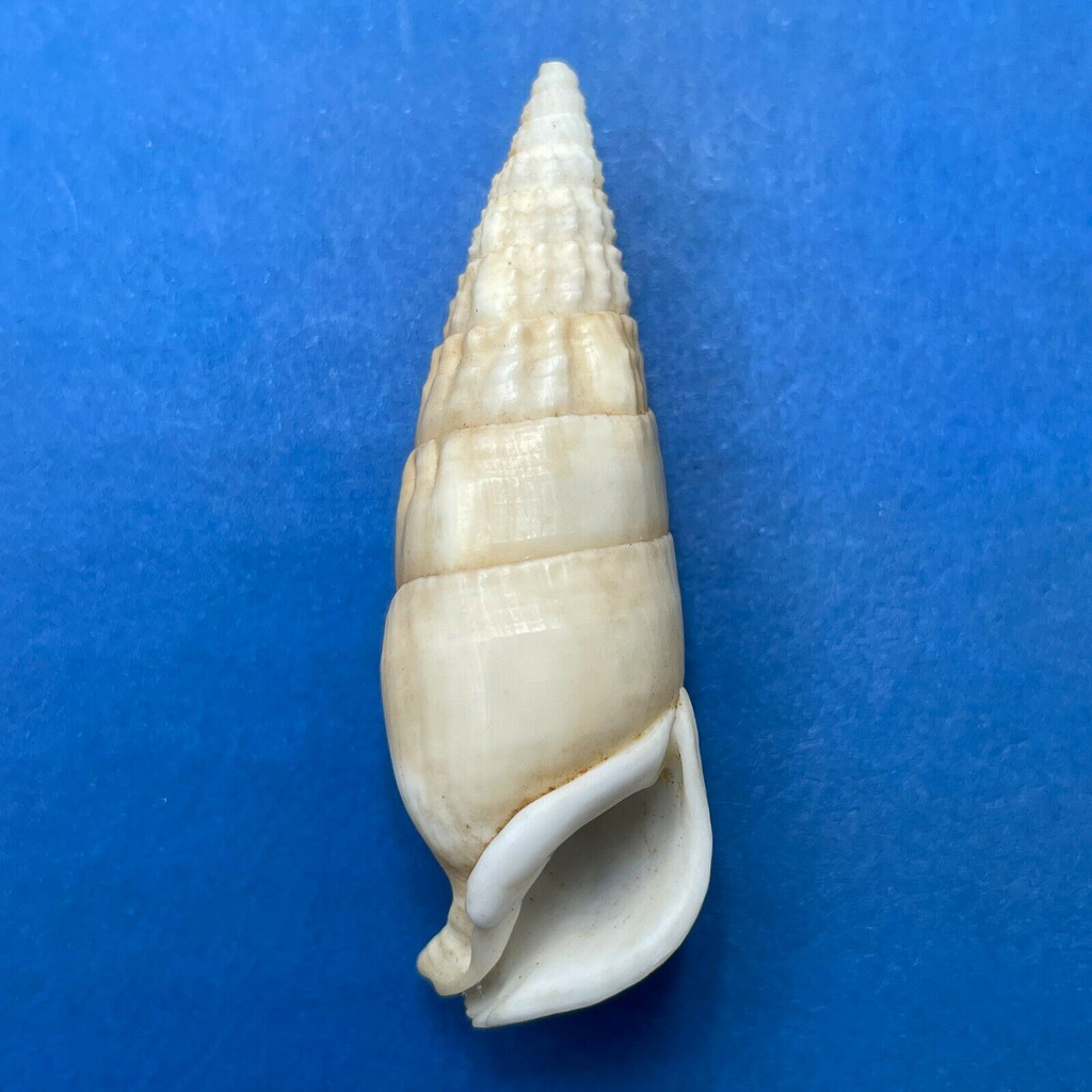 #6 Rhinoclavis vertagus 48.7mm F+ Western Australia, 1974