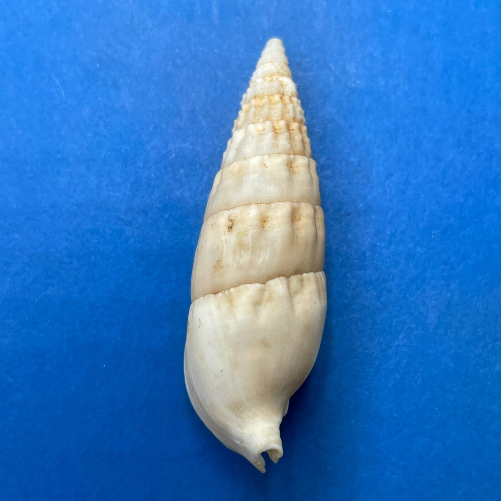 #6 Rhinoclavis vertagus 48.7mm F+ Western Australia, 1974