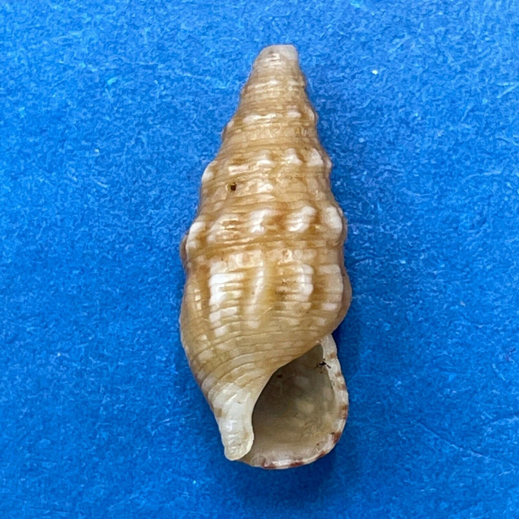 #1 Colina pinguis 14.3mm F+ South Africa Cerithiidae