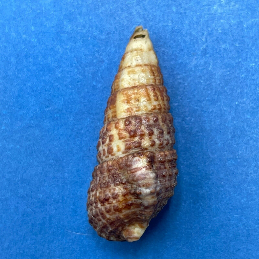 #3 Clypeomorus batillariaeformis 25.3mm W/O F+ Korolevu Reef, Fiji Under Rocks