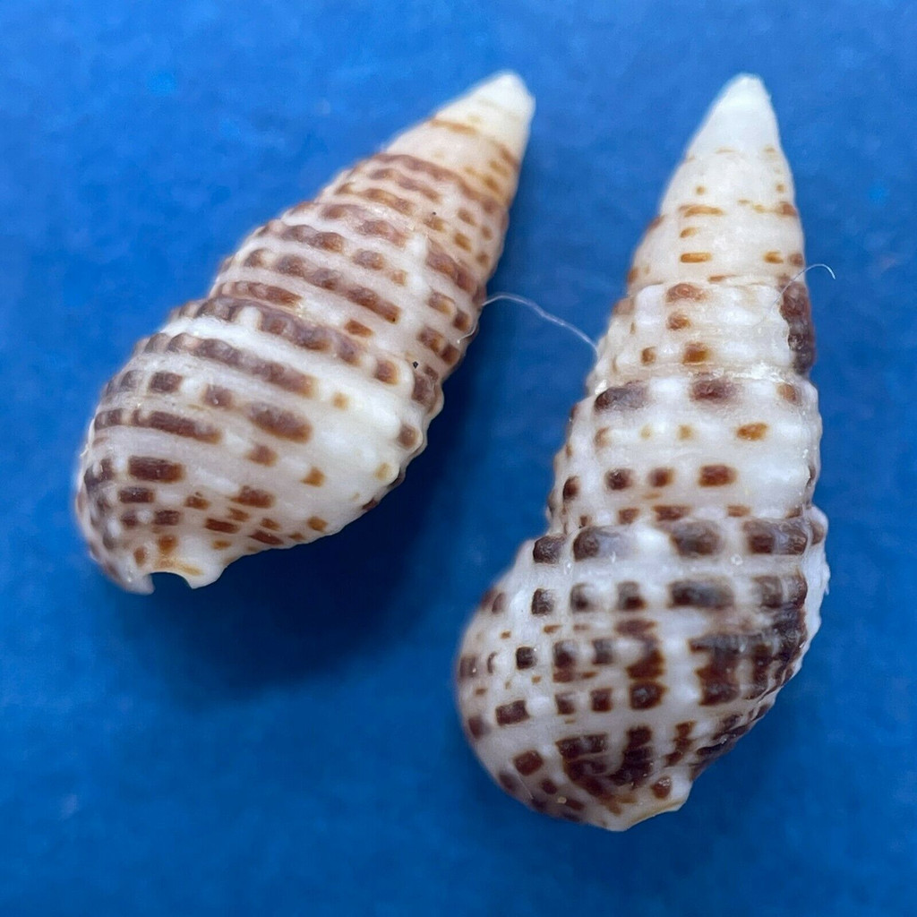 Cerithium lindae 8.5-10.1mm F+/++ Florida