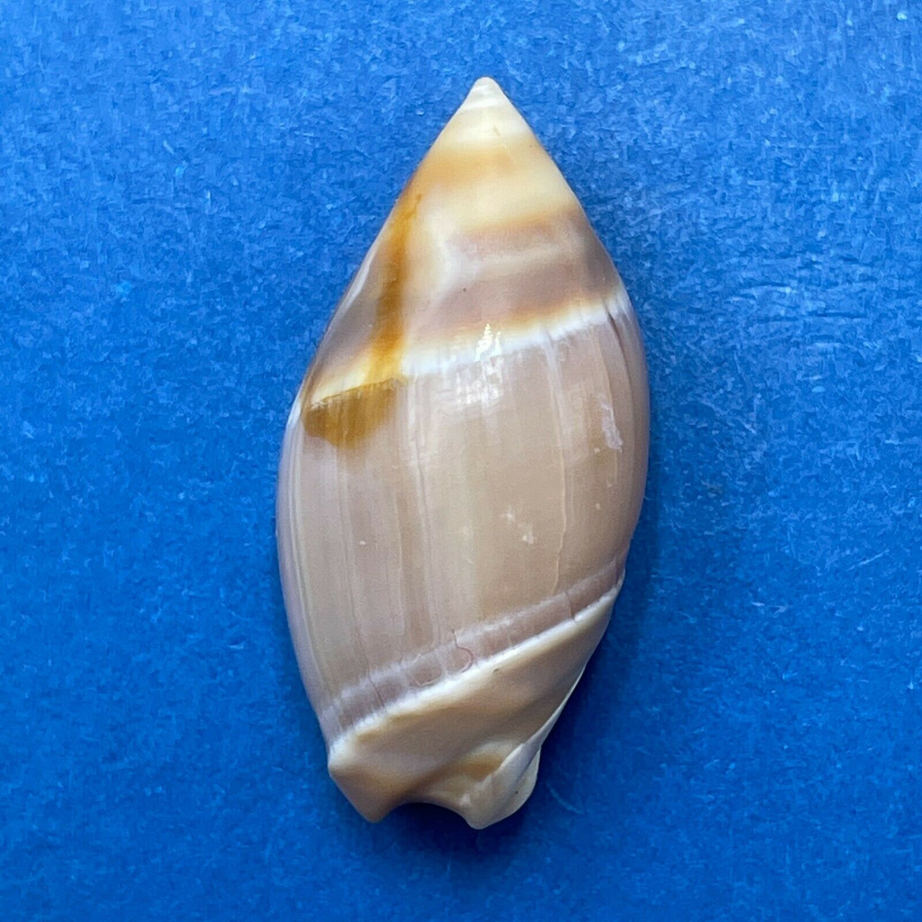 #1 Amalda australis 20.9mm F++ Takaka, New Zealand Ancillariidae