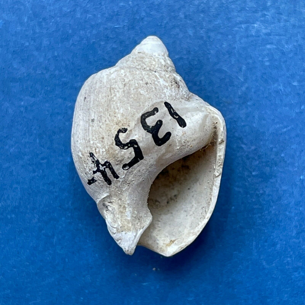 Buccinanops deformis 15.5mm Subfossil Patagonia, Argentina Nassariidae