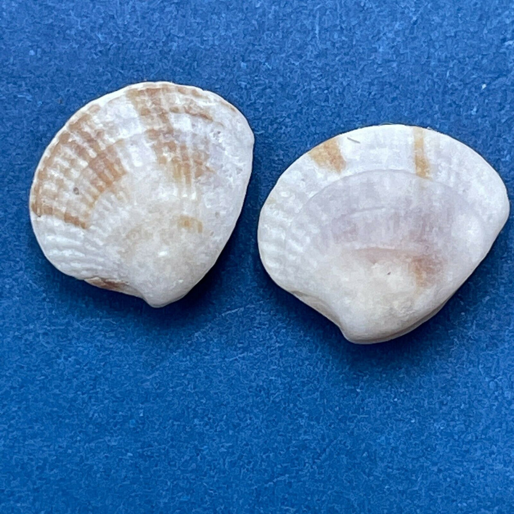 Chione cancellata 7.7-8.2mm Juveniles, Boca Ciega Bay, Florida