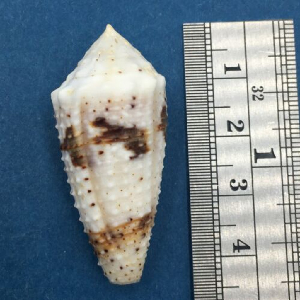 #2 Conus varius 40.9mm Netted, Negros Island, Philippines