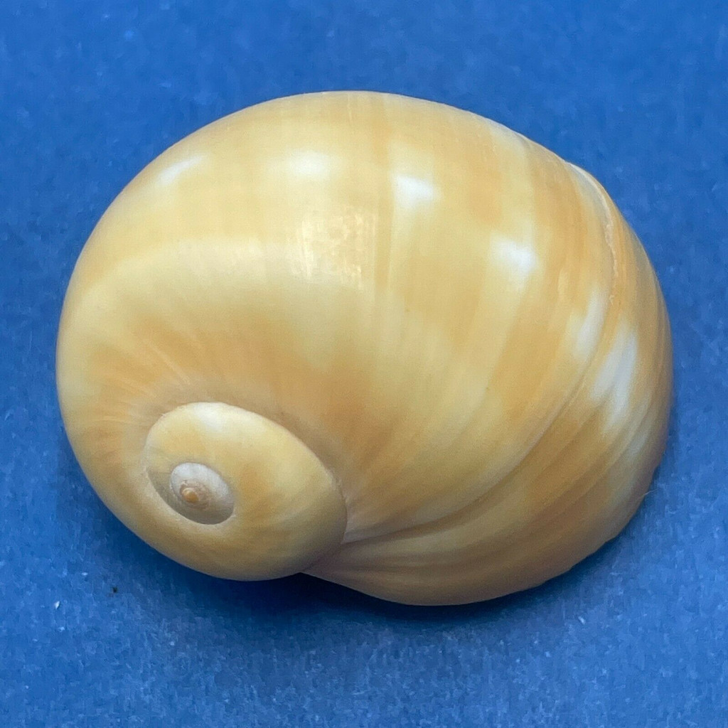 #2 Natica stellata 34.7mm F+ Japan