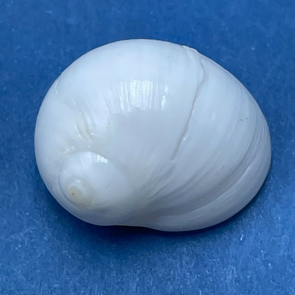 #4 Polinices lacteus 22mm F++ Alagoas, Brazil Naticidae