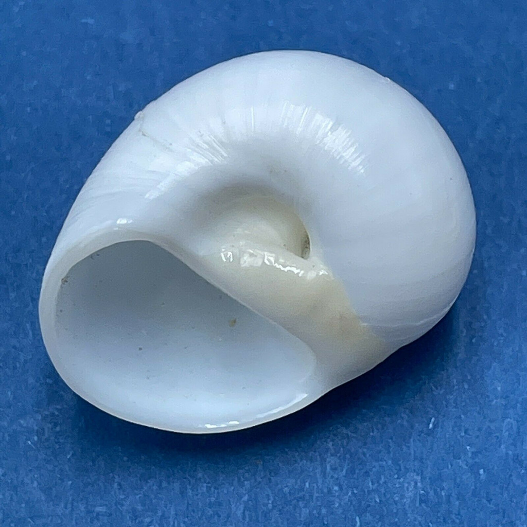 #4 Polinices lacteus 22mm F++ Alagoas, Brazil Naticidae