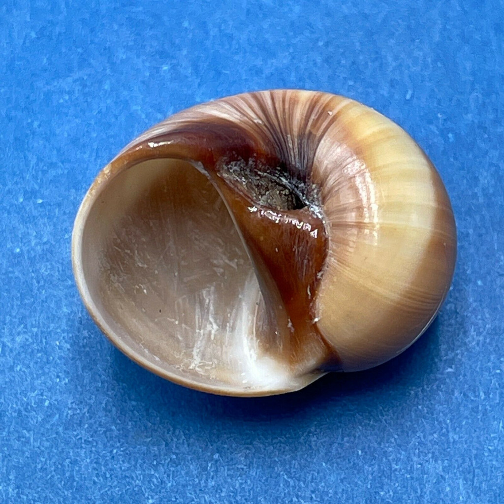 #5 Natica fasciata 21.2mm F++ Japan