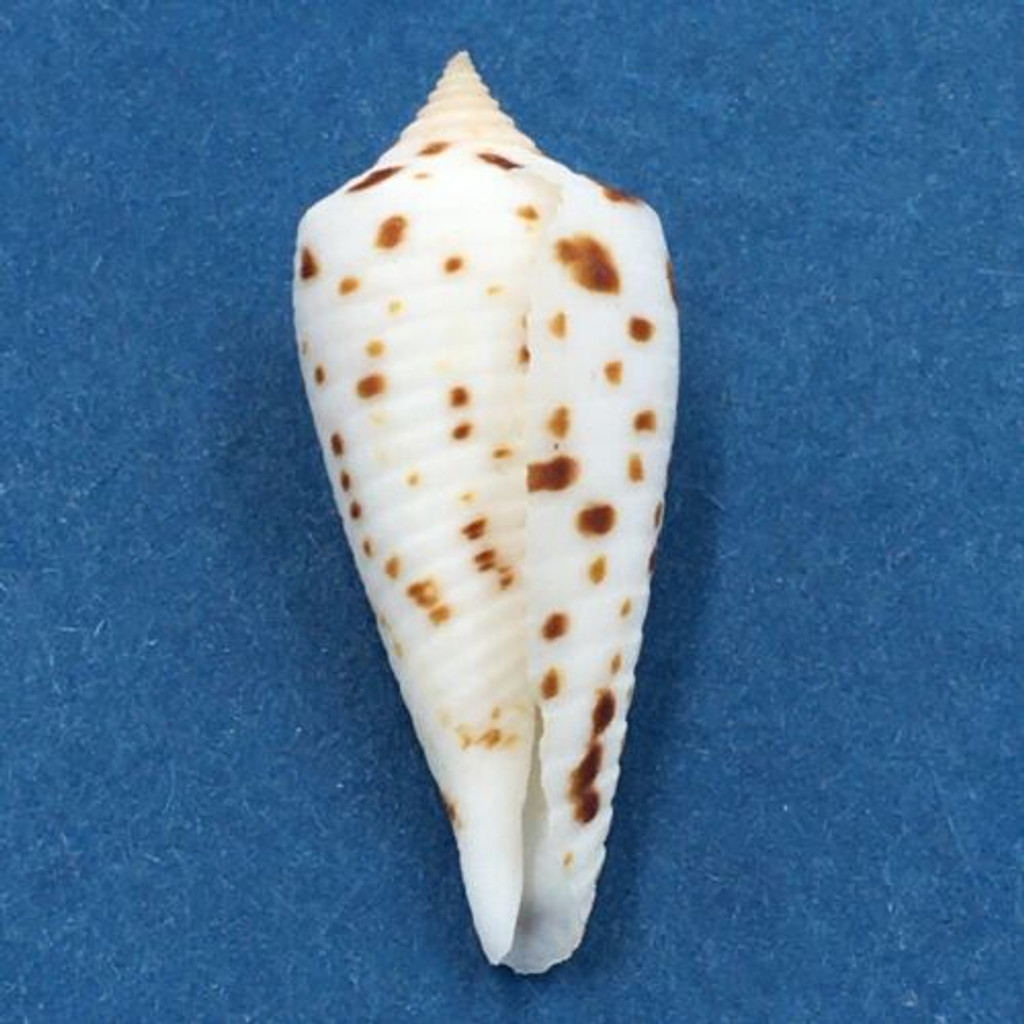 #2 Conus collisus 30.8mm Netted, Negros Island, Philippines