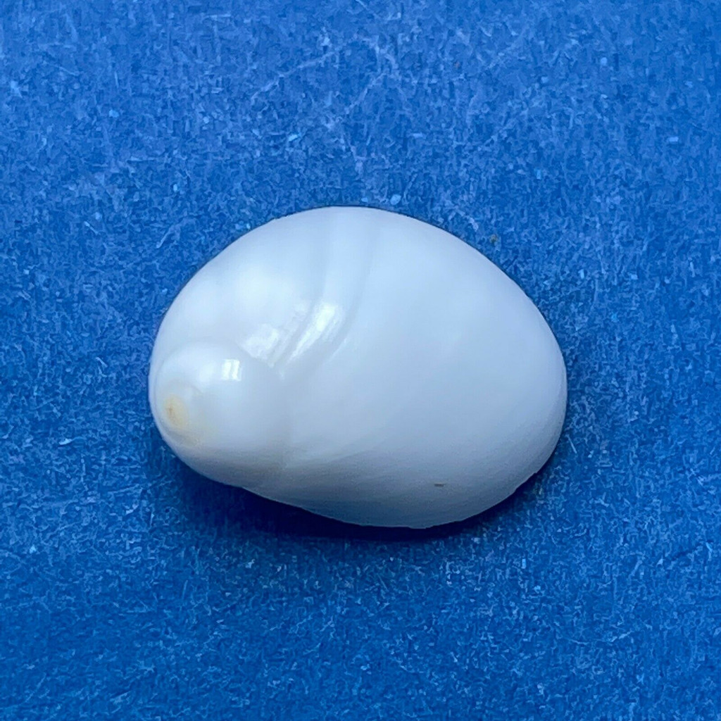 #4 Polinices uber 12.6mm F+ Puerticitos, Mexico Naticidae