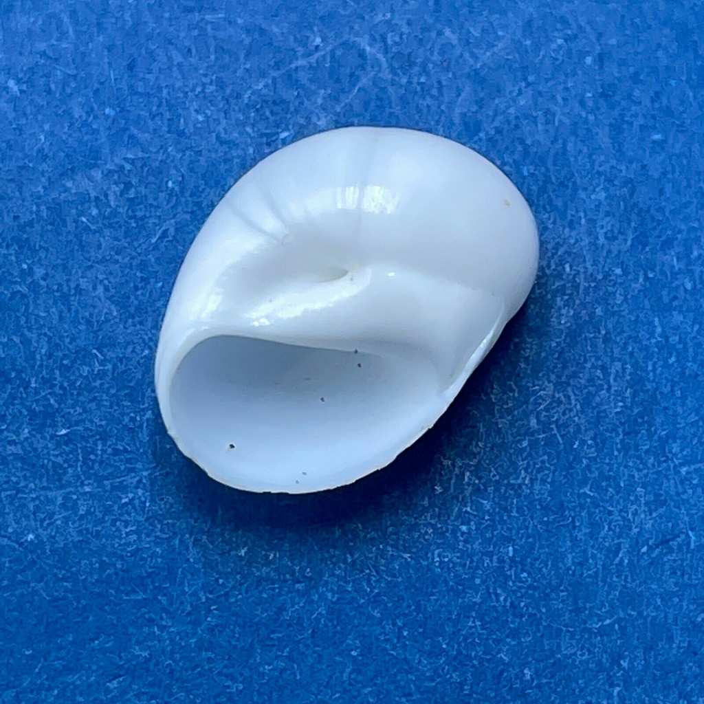 #4 Polinices uber 12.6mm F+ Puerticitos, Mexico Naticidae