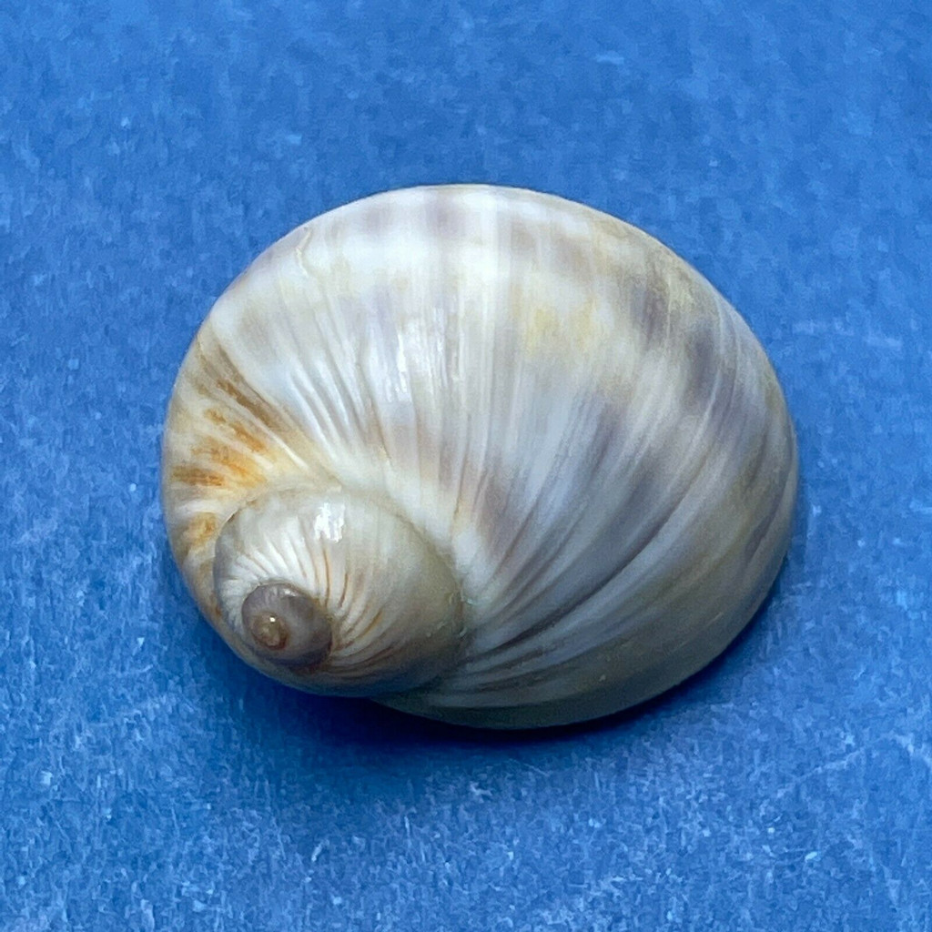 #2 Natica marochiensis 16.4mm W/O F+++ Cape de Naze, Senegal, 30m Deep