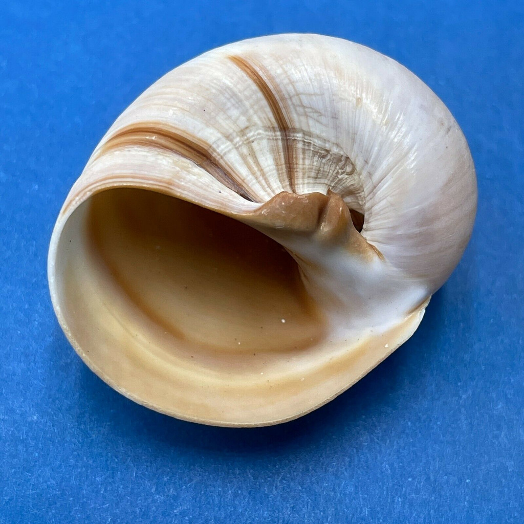 #2 Glossaulax reiniana 34.5mm F+ Mikawa, Aichi Pref. Japan, 5-10fms Naticidae