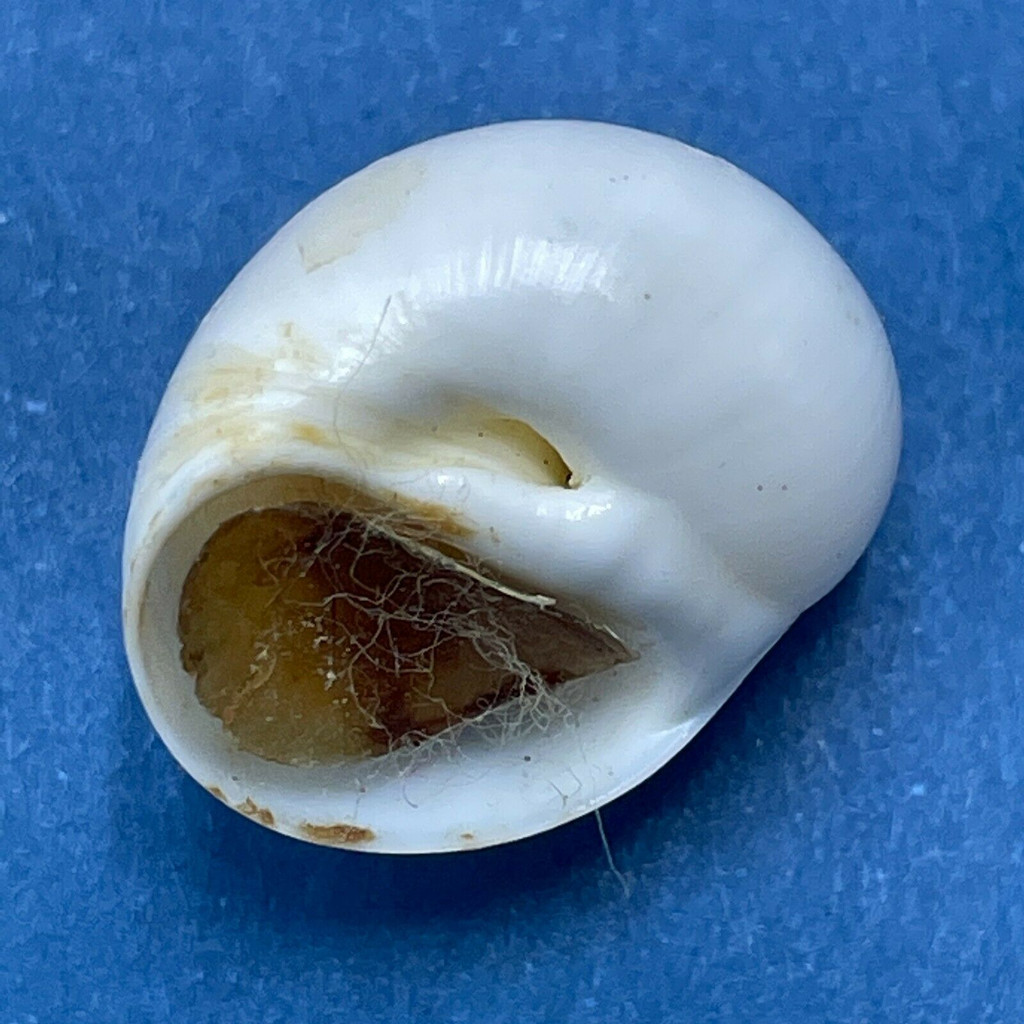 #1 Polinices uber 17mm Gem W/O Puerticitos, Mexico Naticidae