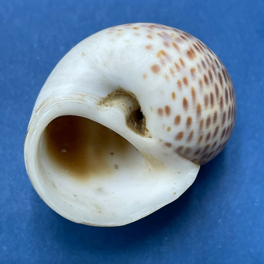 #5 Natica tigrina 30.5mm F++ Rameswaram, India, Dredged