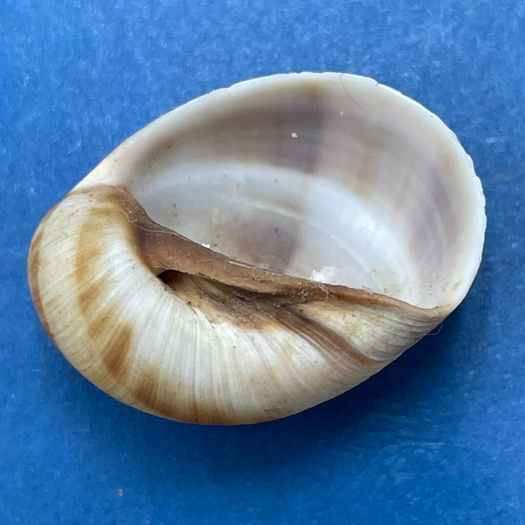 #1 Mammilla mammata 22.4mm F++ Taiwan Naticidae