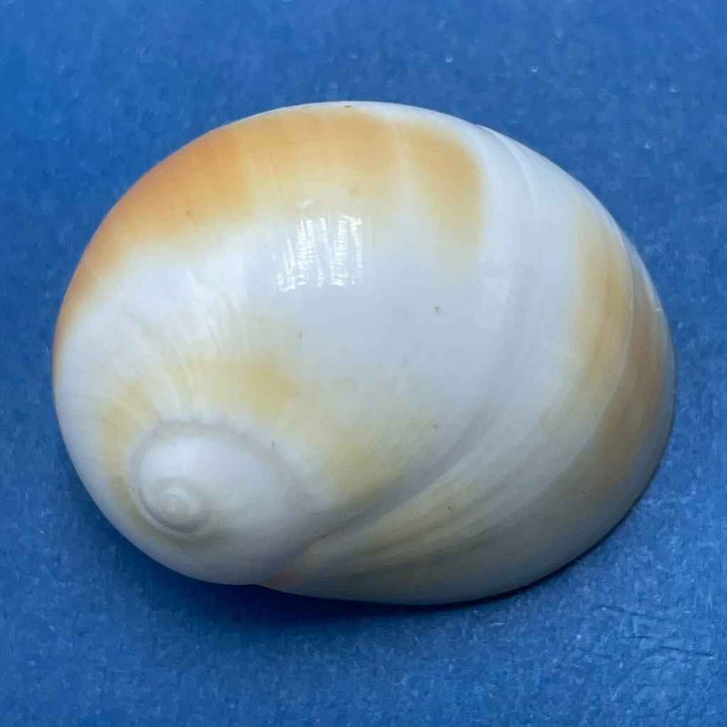 #2 Polinices sagamiensis 29.4mm F++ No Data Naticidae