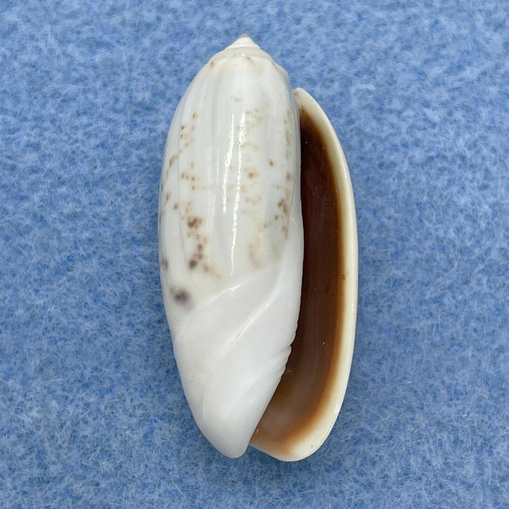 #6 Oliva oliva stellata 29.1mm F++ Dredged Off India