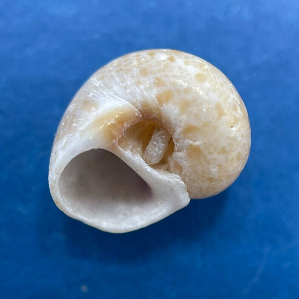 #3 Natica forata 8.1mm F (Pinhole) Jeffreys Bay, S. Africa On Shore After Storm