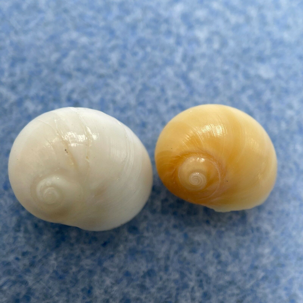 #2 Conuber (Polinices) incei 10.4-11.6mm F/++ Trawled Off Australia Naticidae