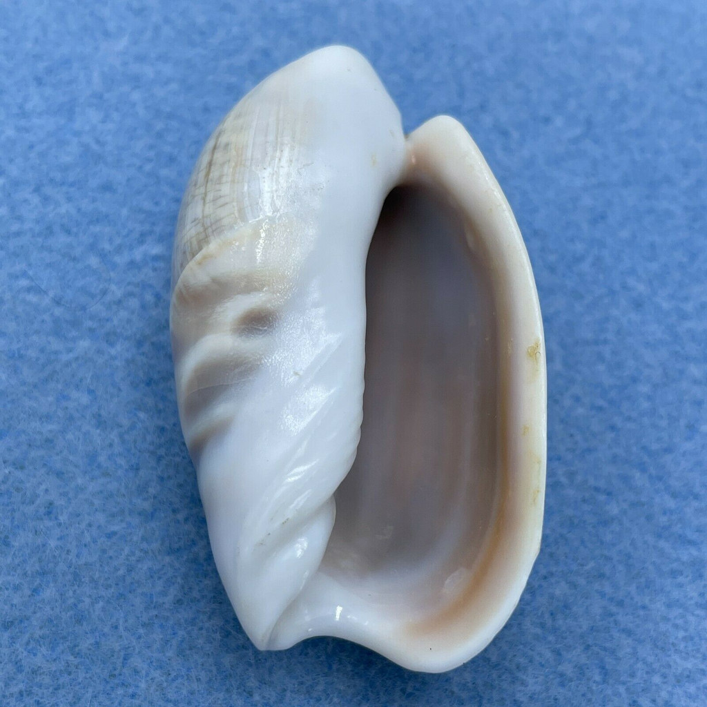 Olivancillaria vesica 47mm F++ Rio de Janeiro, Brazil, In Sand, 20m