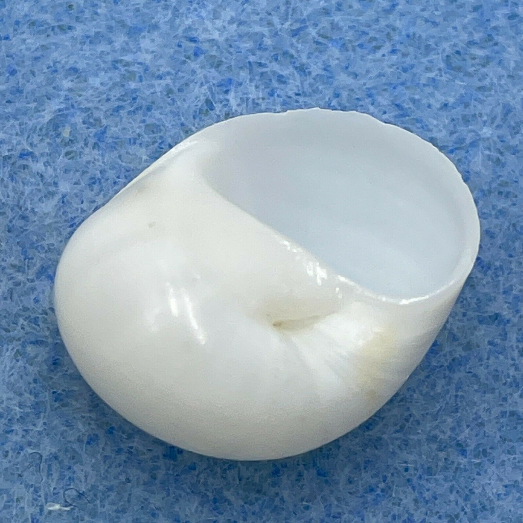 #9 Polinices lacteus 17.8mm F++ Florida