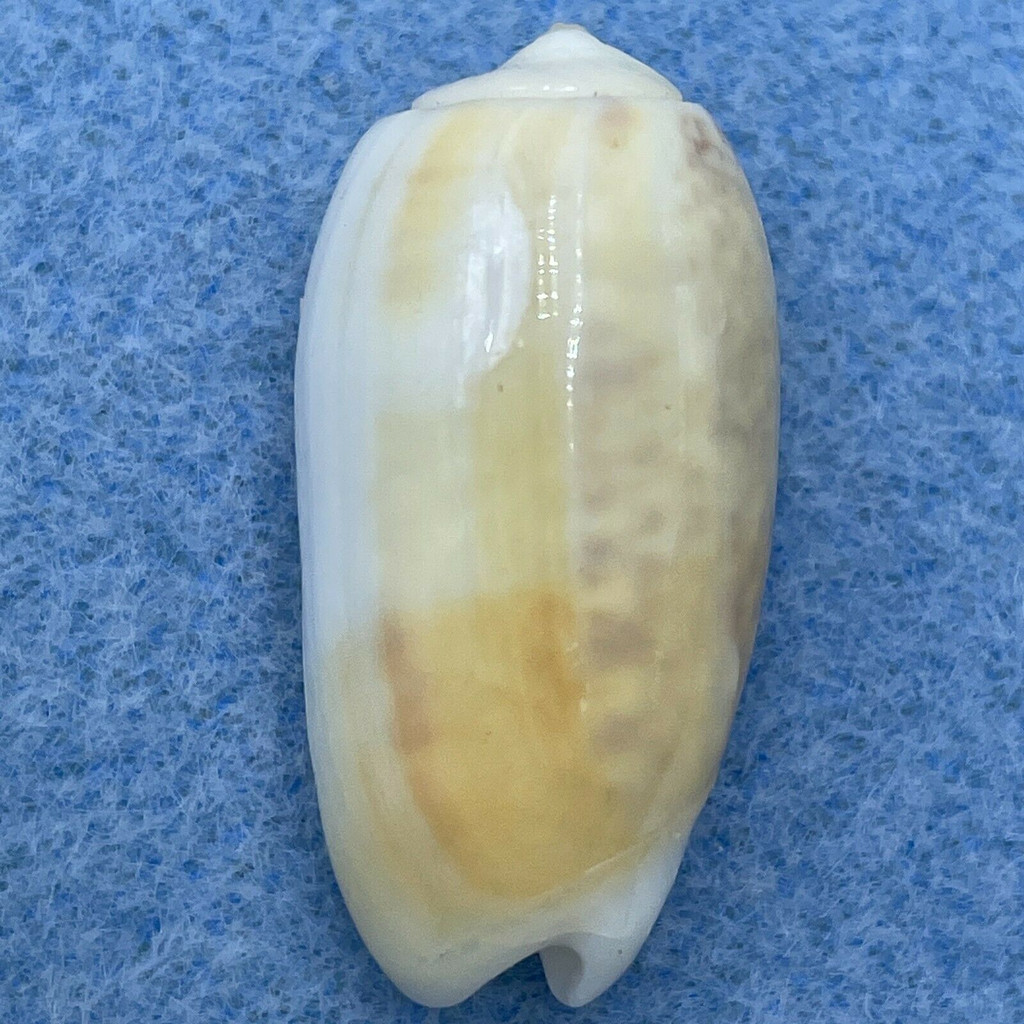 #4 Oliva carneola adspersa 28.3mm F+ Thailand