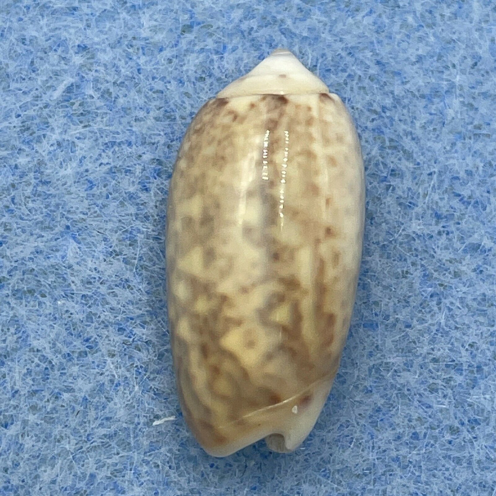 #1 Oliva carneola adspersa 18.3mm F+ Tahiti