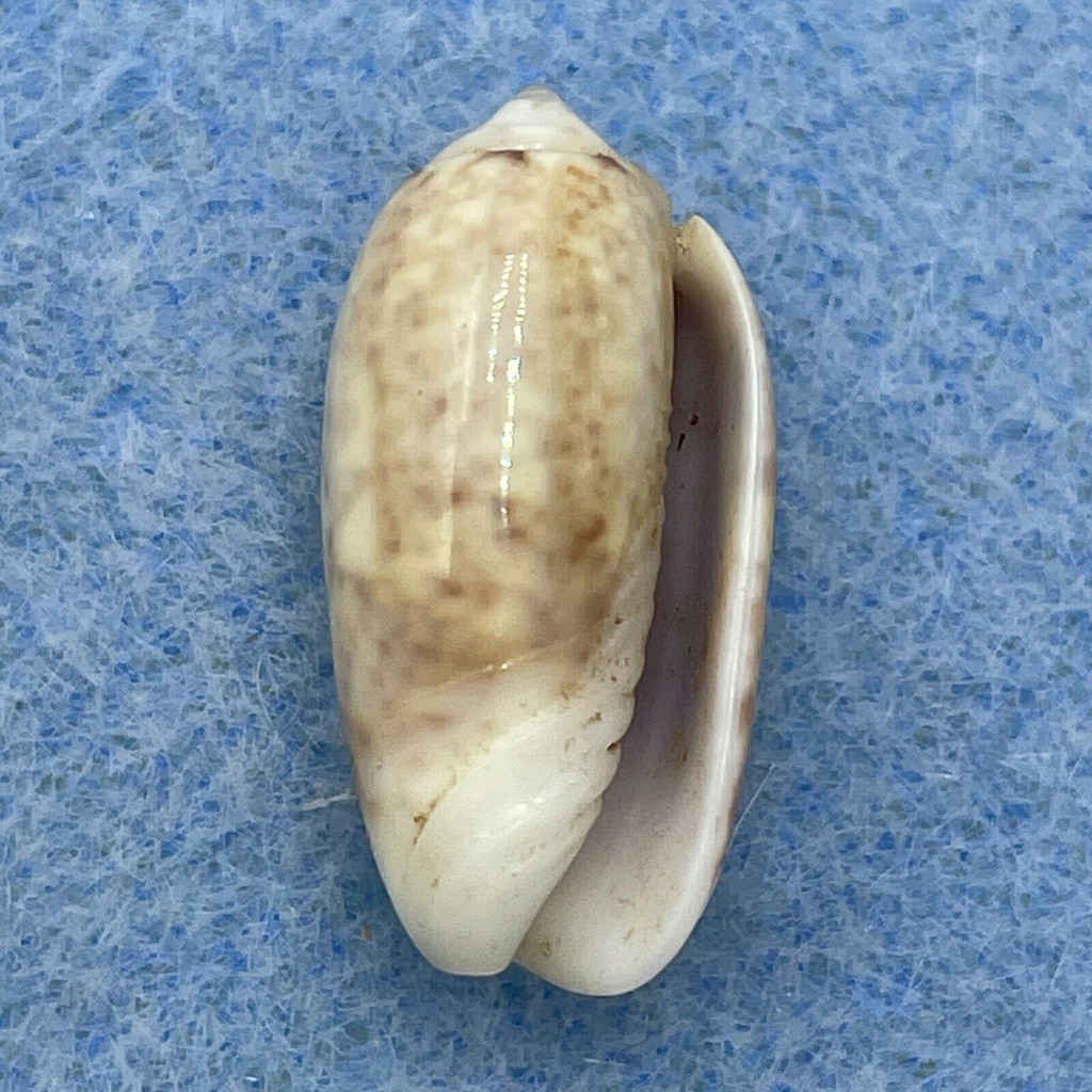 #1 Oliva carneola adspersa 18.3mm F+ Tahiti