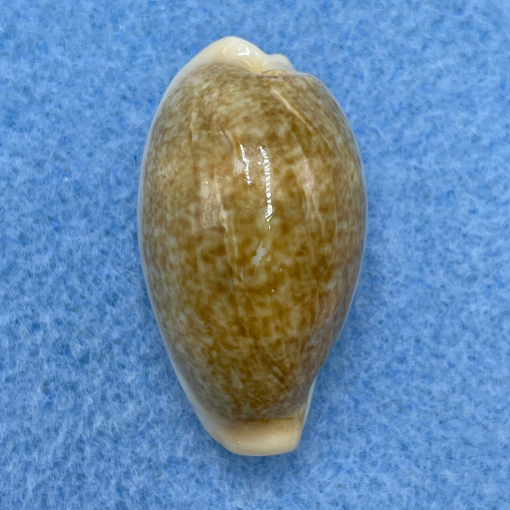 #9 Cypraea (Erronea) ovum palauensis 30.2mm F+ Koror, Palau, 1967