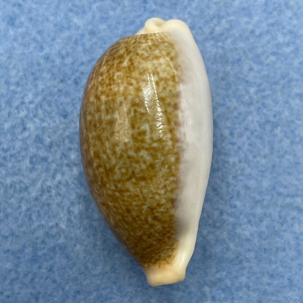 #8 Cypraea (Erronea) ovum palauensis 36mm Gem Koror, Palau, 1967