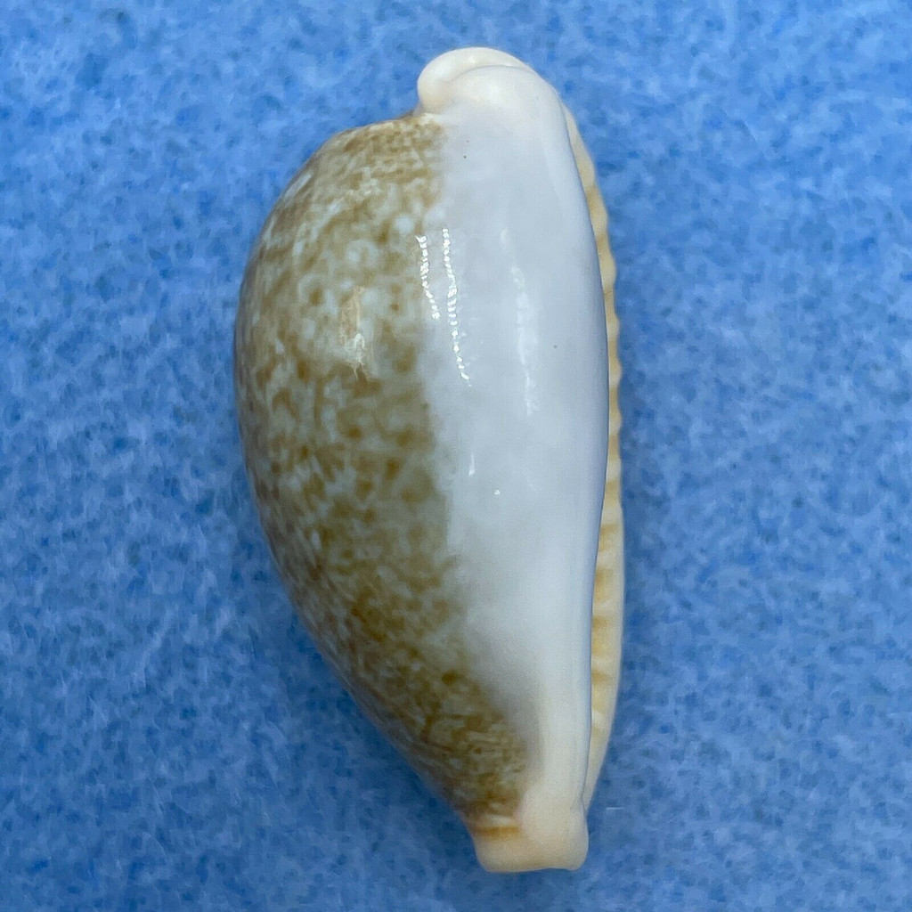 #10 Cypraea (Erronea) ovum palauensis 32.3mm F++ Koror, Palau, 1967