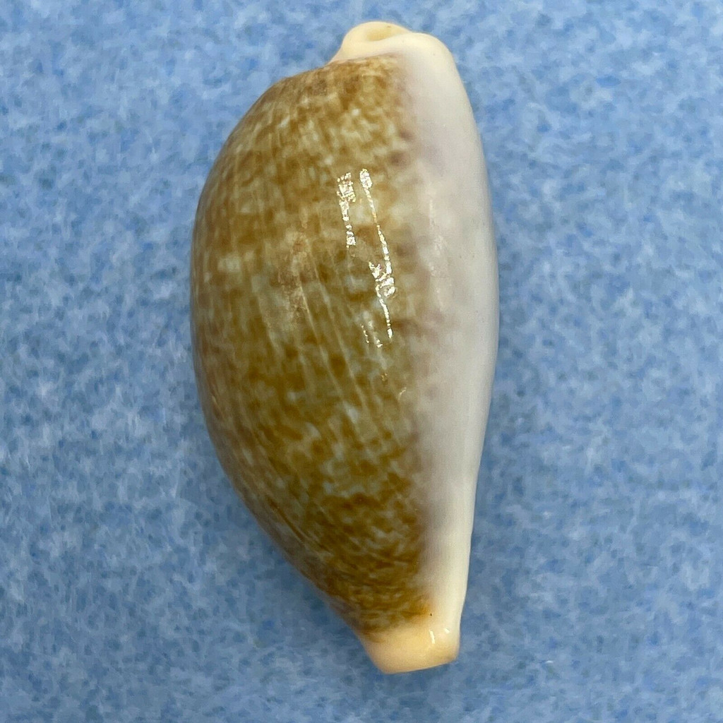 #7 Cypraea (Erronea) ovum palauensis 31.1mm F+ Koror, Palau, 1967