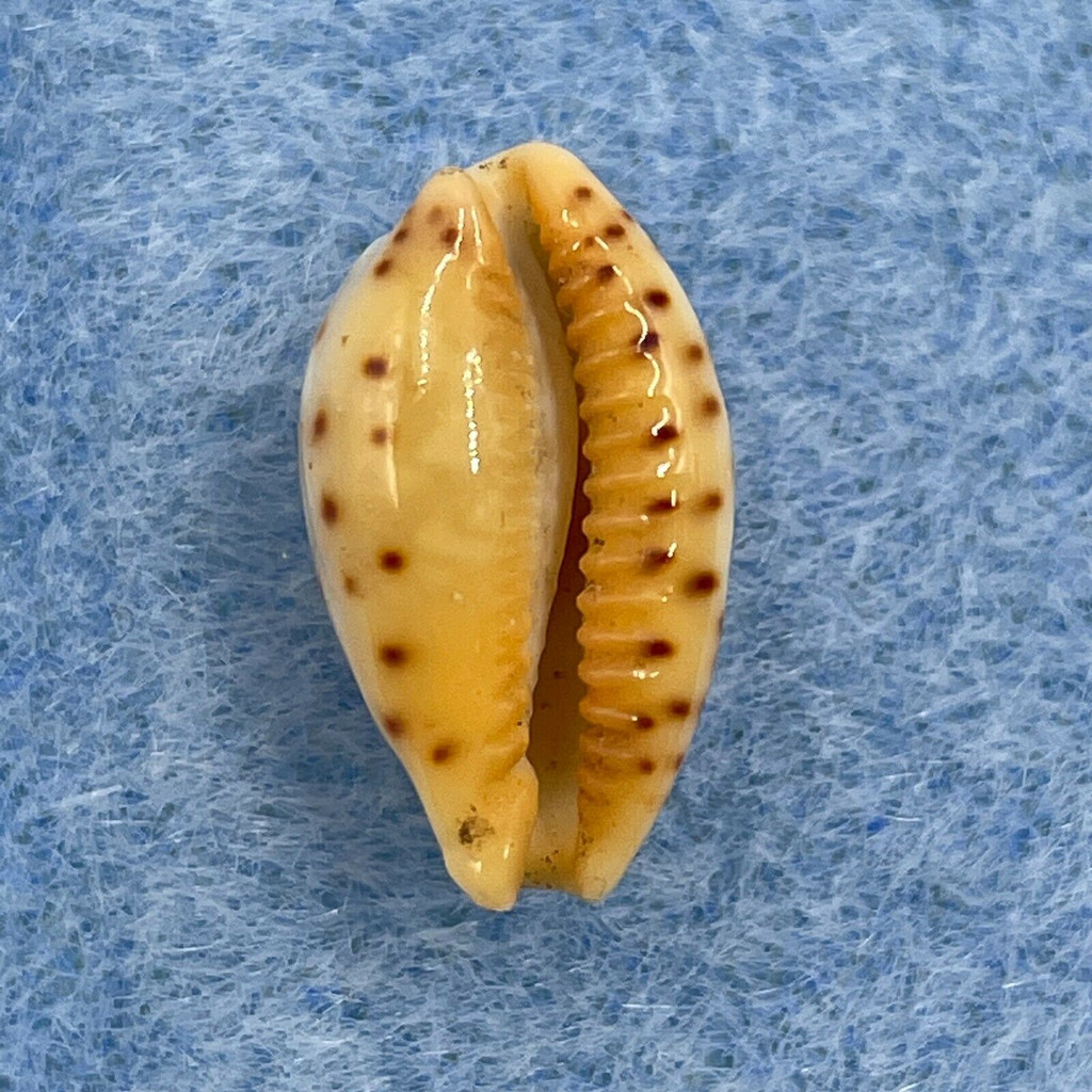 #77 Cypraea (Palmadusta) ziczac 15.2mm F++ Marinduque, Philippines