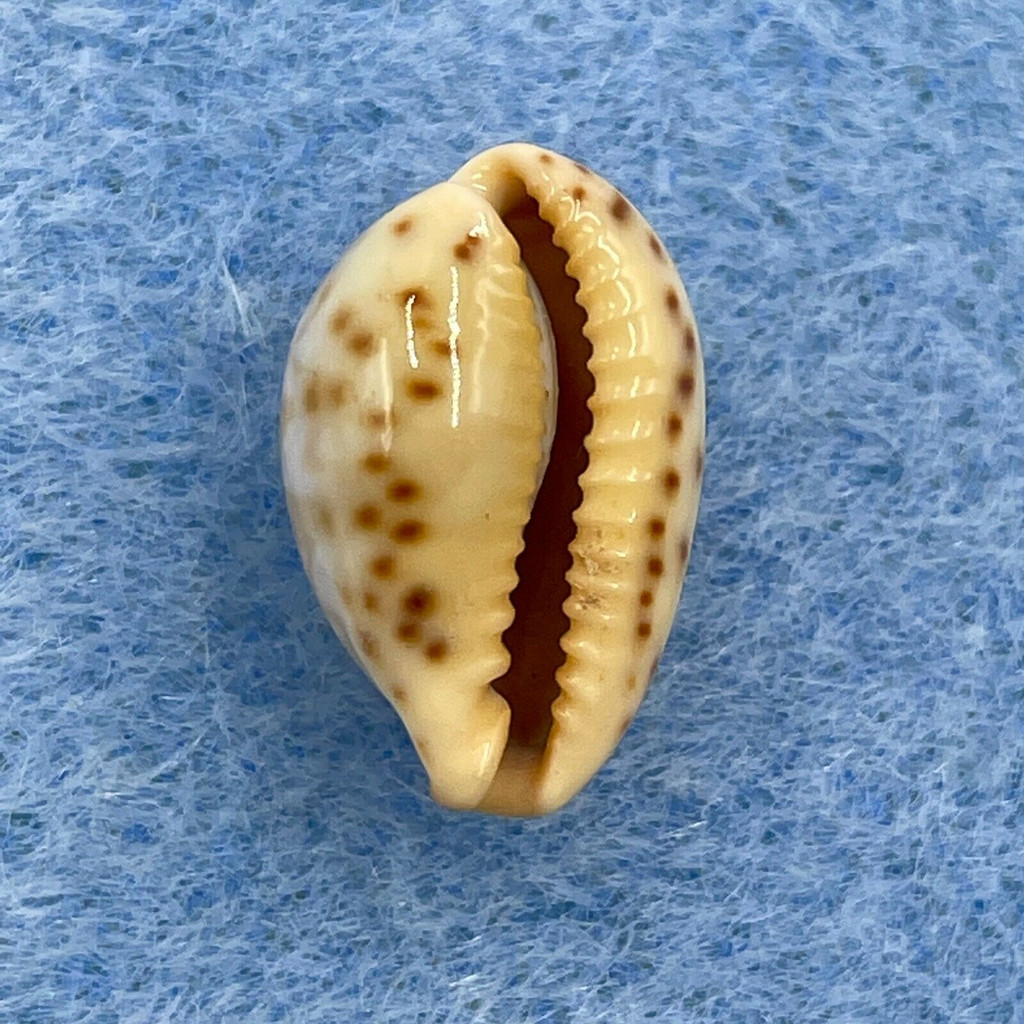 #71 Cypraea (Palmadusta) ziczac 13.8mm Gem Marinduque, Philippines