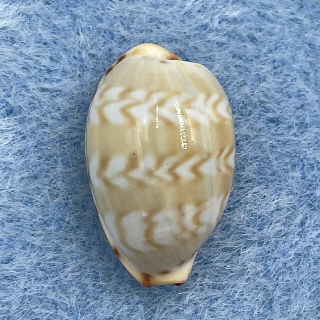 #70 Cypraea (Palmadusta) ziczac 16.3mm Gem Marinduque, Philippines