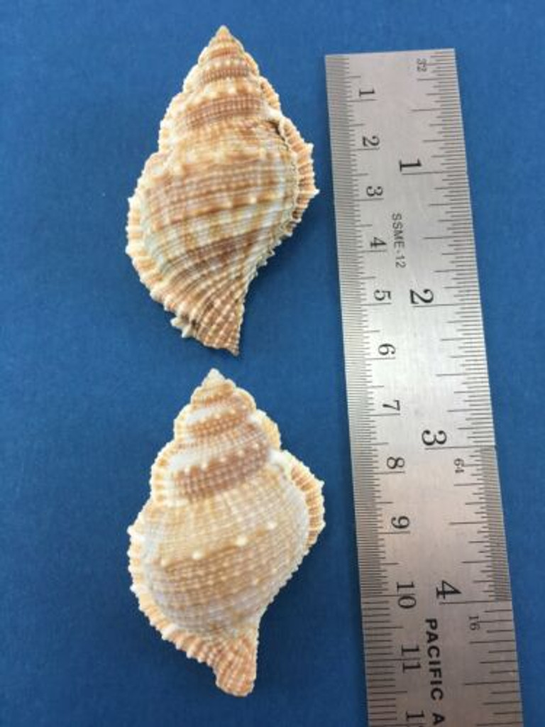 #1 Bufonaria Rana Bursa Subgranosa Set Of 2 52-55.4mm Bursidae