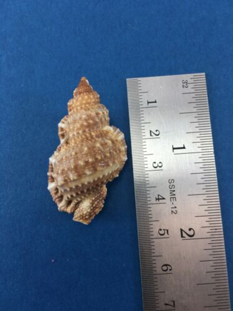#1 Bursa Granularis Bursidae Frog Shell 42mm Algoa Bay South Africa Crabbed 15m